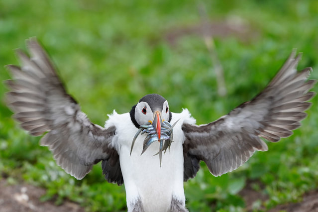 A puffin feeds on sand eels on the Farne Islands in Northumberland, Englandon Wednesday, June 5, 2024. Rangers said they are hopeful the islands are clear of bird flu, as they are gearing up for their first full puffin count for five years. (Photo by Owen Humphreys/PA Images via Getty Images)