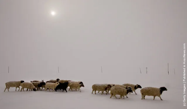 Extreme Mongolian Winter