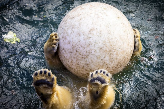 Polar bear Nana plays with a ball in her enclosure at Hannover Adventure Zoo, Germany, Friday, March 23, 2023. (Photo by Moritz Frankenberg/dpa via AP Photo)