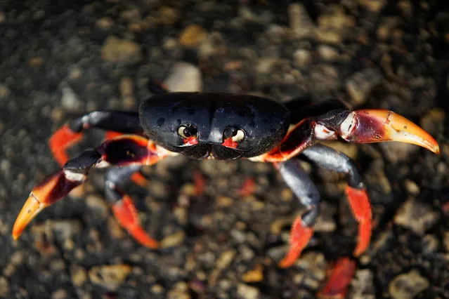 A crab coming from the surrounding forests reacts to the camera on its way to spawn in the sea in Playa Giron, Cuba on April 25, 2017. (Photo by Alexandre Meneghini/Reuters)