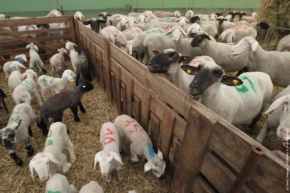 Lambing Season Underway In Brandenburg