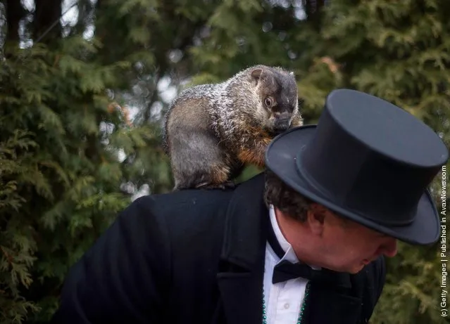 In Groundhog Day Tradition, Punxsutawney Phil Predicts End Of Winter