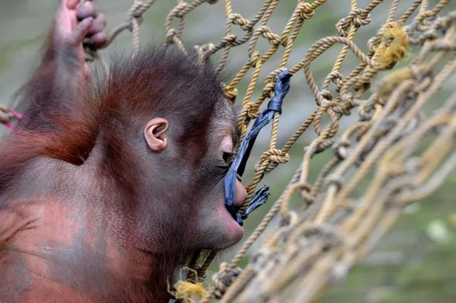 Rizki, 10 months orphaned Bornean orang utan learns to bite at Surabaya Zoo as he prepares to be released into the wild on May 19, 2014 in Surabaya, Indonesia. Damai (3) and Rizki (10 months), two orangutan brothers who were abandoned by their mother Dora (13) shortly after birth. (Photo by Robertus Pudyanto/Getty Images)