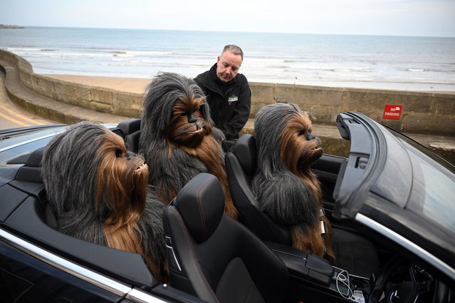 A prop-maker loads the upper-bodies of his full-size Wookiee models into his convertible car having displayed them at  Sci Fi Scarborough at The Spa Complex in Scarborough in north-east England on April 23, 2023. The weekend-long science fiction event is an opportunity for sci-fi enthusiasts to get together, featuring celebrity guests, authors, movie & TV props, table top gaming, comic book artists, Cosplay competition, live music and collectible traders. (Photo by Oli Scarff/AFP Photo)