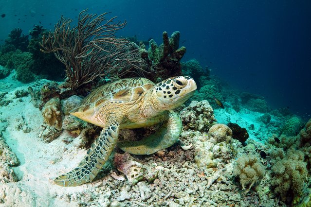 Sea turtle swims as Tahsin Ceylan, underwater image director and documentary producer and his diving team recorded the underwater beauty of the Red Sea, Egypt on February 18, 2024. (Photo by Tahsin Ceylan/Anadolu via Getty Images)