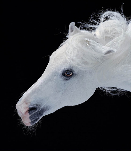 Horse photography By Tim Flach