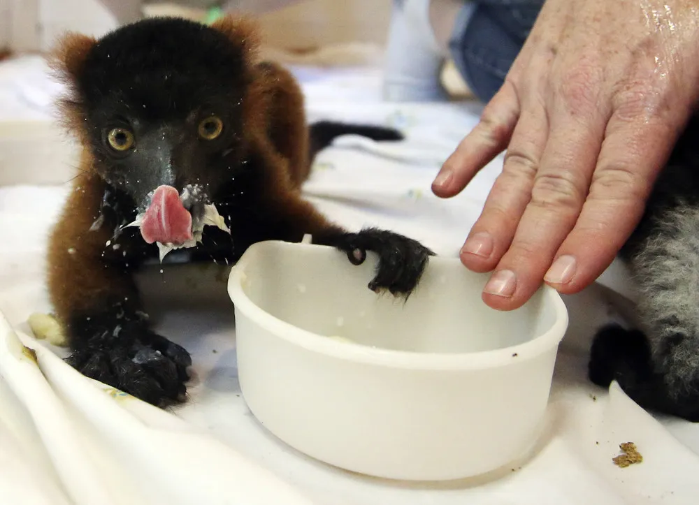 The Week in Pictures: Animals, June 14 – June 20, 2014