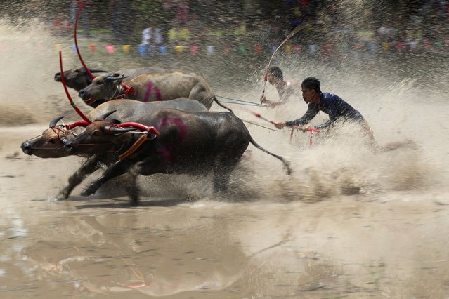 Jockeys compete in Chonburi's annual buffalo race festival, in Chonburi province, Thailand, on August 4, 2024. (Photo by Chalinee Thirasupa/Reuters)