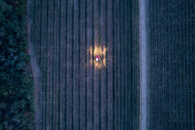 A drone view of workers harvesting grapes with a machine at dawn in Ilok, Croatia, on August 29, 2024. (Photo by Antonio Bronic/Reuters)