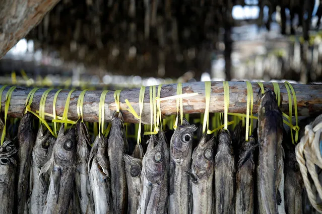 Dried pollack are seen near the venue for the opening and closing ceremony of the PyeongChang 2018 Winter Olympic Games in Pyeongchang, South Korea, February 10, 2017. (Photo by Kim Hong-Ji/Reuters)