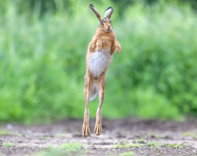 The air is filled with hares as they dance and leap around in Norfolk, UK in the first decade of September 2024. The animals have been known to jump as high as 12ft (3,66 m). (Photo by Debbie Michaels/Solent news)