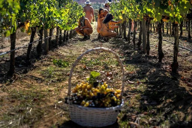 A group of naked people take part in a nudist grape harvesting in a vineyard of the Herdade Canal Caveira winery in Grandola, Alentejo, south of Portugal, on September 19, 2021. (Photo by Patricia de Melo Moreira/AFP Photo)