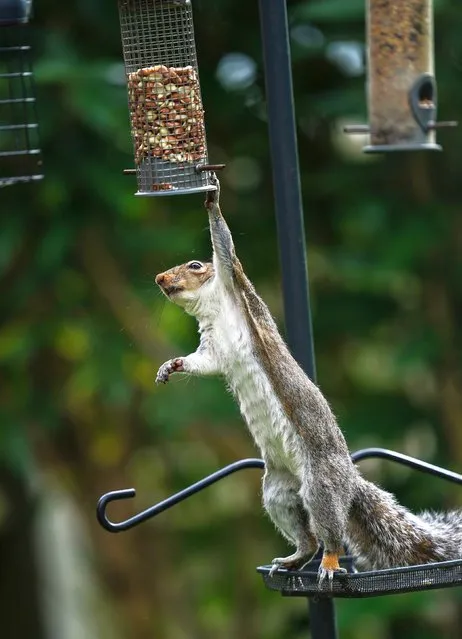 A grey squirrel tries to reach nuts in a bird feeder in a garden in Worcestershire on Thursday, May 12, 2021. (Photo by David Davies/PA Wire)