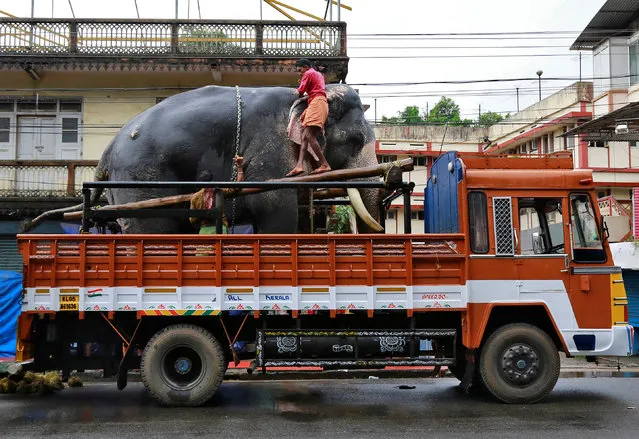 An elephant is chained as he is transferred on a truck for the annual temple festival in Kochi, India June 28, 2017. (Photo by Sivaram V/Reuters)