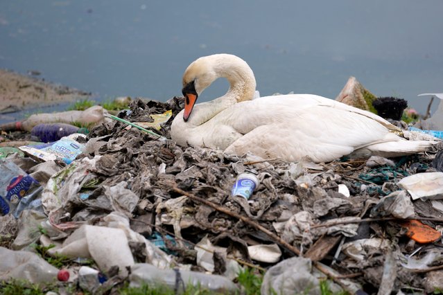 A swan sits on her eggs on nest made of rubbish found in the Danube river in Belgrade, Serbia, Monday, May 10, 2022. (Photo by Darko Vojinovic/AP Photo)