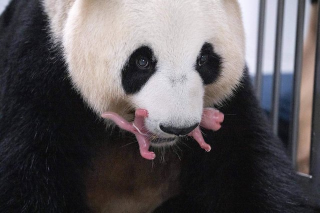 This handout photo taken on July 7, 2023 and provided on July 12 by Everland shows giant panda mother Ai Bao and one of her newly born female twin pandas at Everland Amusement and Animal Park in Yongin. A South Korean zoo has announced the birth of two giant panda twins – the first to be born in the country – triggering an outpouring of excitement online. (Photo by Handout/Everland via AFP Photo)