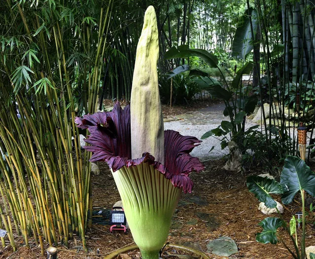 The Amorphophallus titanum flower,  indigenous to Sumatra, blooms on July 21, 2014 in Loxahatchee. (Photo by Bill Ingram/The Palm Beach Post)