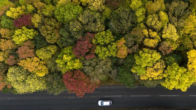 Motorists in Ansty in Warwickshire, UK pass woodland showing autumnal colour on Saturday, October 12, 2024. (Photo by Jacob King/PA Wire)