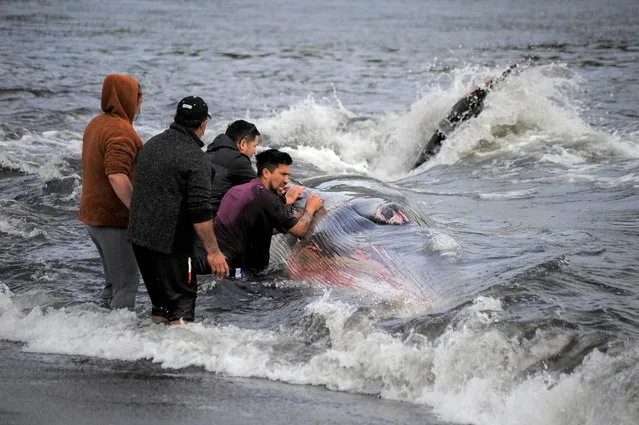 People try to return a whale to the sea after it beached itself at the shores of the fisherman's cove Lenga, near Hualpen, Chile on November 26, 2021. (Photo by Jose Luis Saavedra/Reuters)