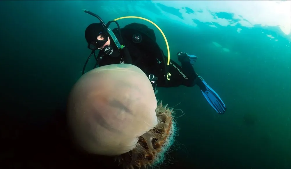 Giant Jellyfish (Cyanea capillata)