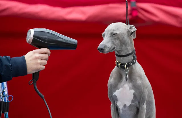 Lloyd the Italian Greyhound/Whippet cross is groomed at the launch of a pop-up spa designed for dogs to use on their way to this year's Crufts, at Roadchef in Norton Canes, England, Thursday, March 5, 2020. (Photo by Fabio De Paola/PA Wire via AP Photo)
