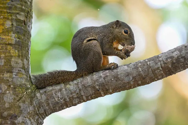 A plantain squirrel eats a dried seed at a park in Singapore on July 28, 2022. (Photo by Roslan Rahman/AFP Photo)