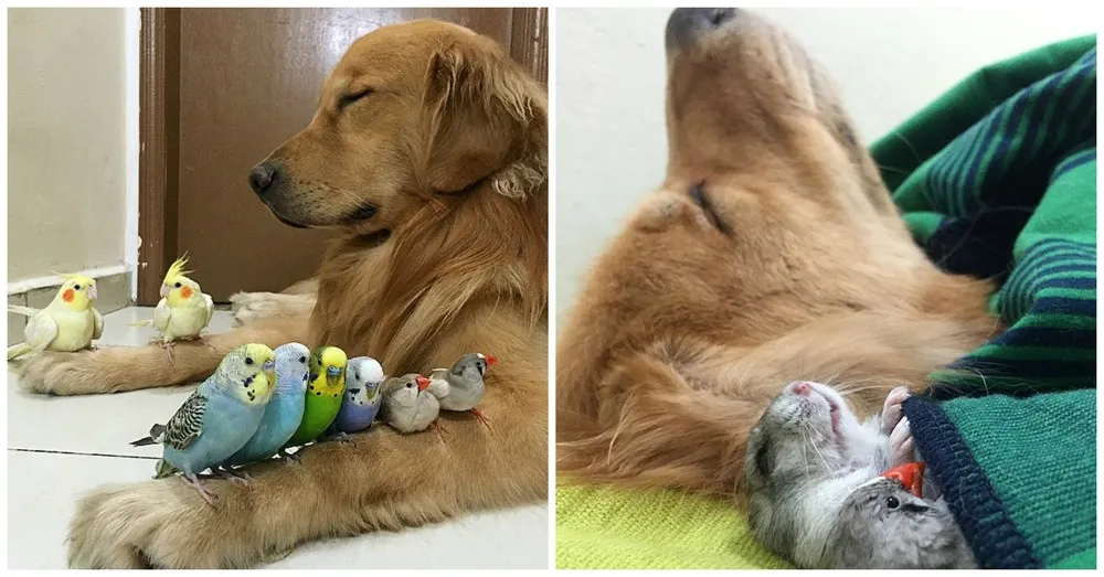Bob the Golden Retriever and his Friends