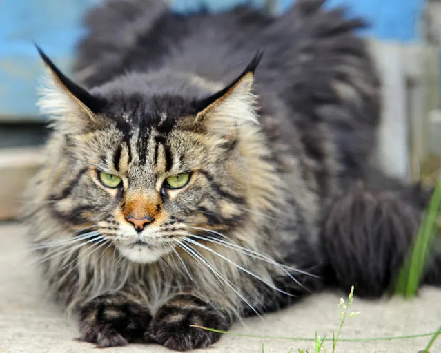 Top 10 Pedigreed Cat Breeds in America. No. 3: Maine Coon. The Maine coon, ranking third on our list, is a true gentle giant. He generally gets along with everyone – even dogs! – and is known for following his family members from room to room. And you won't miss him when he does: This big-boned breed can weigh between 9 and 18 pounds (4,1–8,2 kg)! (Photo by Andrea Simmons Abbott)