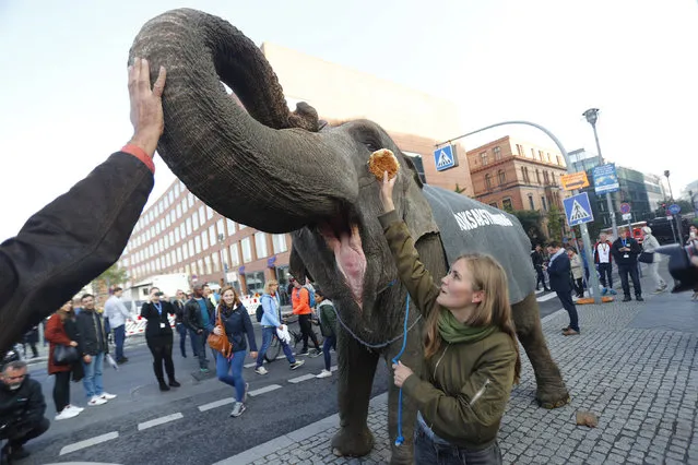 Activists protest with an elephant for plebiscites in Berlin, Germany, September 24, 2017. (Photo by Hannibal Hanschke/Reuters)
