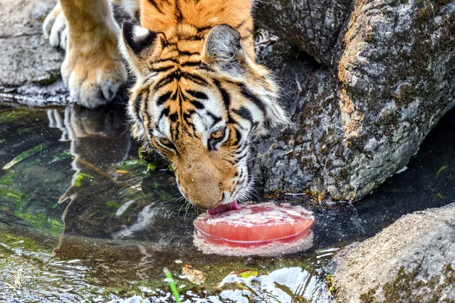 A handout picture released by the Taipei Zoo shows a Bengal tiger licking an “iced cake” made with ice and meat at the Taipei Zoo in Taipei, Taiwan, 27 July 2016. On 27 July, temperature in Taipei reached nearly 39-degree Celsius, the second highest in Taipei's history. The Tiapei Zoo made iced cakes with meat and fruits for large animals to help them cope with the hot weather. (Photo by EPA/Taipei Zoo)