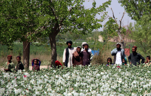 Afghan farmers look on as authorities destroy poppy fields in Nad-e-Ali district of Helmand, Afghanistan, 01 April 2020. Afghanistan is listed as the world's largest opium producer. (Photo by Watan Yar/EPA/EFE)