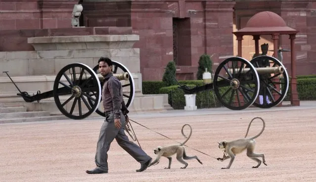 Langur monkeys follow their handler at the forecourt of India's presidential palace Rashtrapati Bhavan in New Delhi September 21, 2012. Langur monkeys are used in parts of New Delhi to scare away other monkeys which create a menace around government buildings. (Photo by B. Mathur/Reuters)