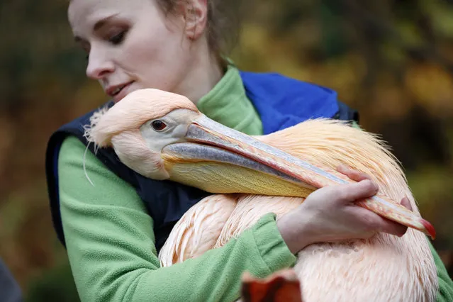 A zoo curator carries a pelican to move him into its winter enclosure at the zoo in Liberec, Czech Republic, Monday, November 6, 2017. (Photo by Petr David Josek/AP Photo)