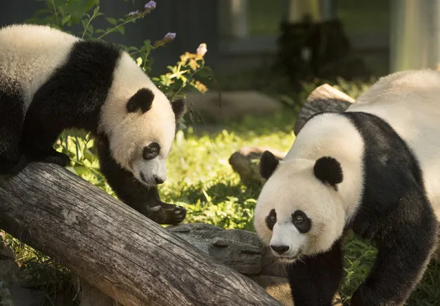 Giant panda Mei Xiang and her cub Bei Bei who is celebrating his first birthday at the Smithsonian National Zoo in Washington, DC on August 20, 2016. (Photo by Linda Davidson/The Washington Post)