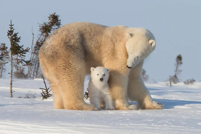 “First Steps”. A newborn polar bear cub explores its magical new world, while keeping close to Mom. Photo location: Wapusk National Park, Manitoba, Canada. (Photo and caption by Jonathan Huyer/National Geographic Photo Contest)