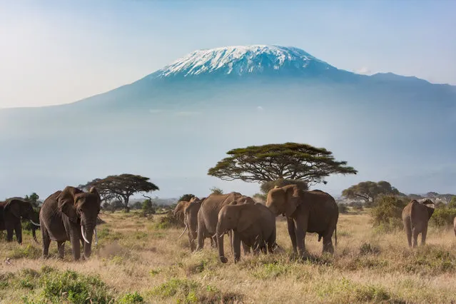 A landscape shot of Mt Kilimanjaro with the famous elephants of Amboseli on January 28, 2016. (Photo by Getty Images/iStockphoto)