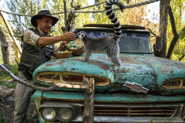 Ignacio Idalsoaga, head of the Buinzoo in Santiago, Chile, feeds an Easter egg to ring-tailed lemurs, Sunday, April 20, 2025. (Photo by Esteban Felix/AP Photo)