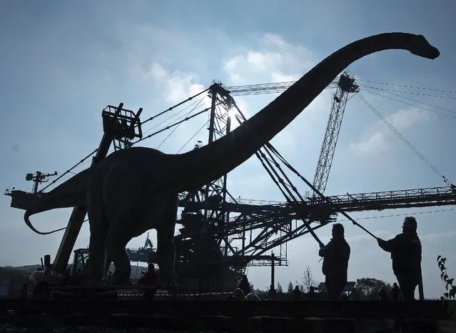 Workers transport a model of a dinosaur  at the exhibition “World of Dinosaurs” in front of a  bucket-wheel excavator  in a former lignite surface mining area   in Grosspoesna near Leipzig, central Germany, Wednesday, October 29, 2014. More than 50 exhibits of different species of dinosaurs are on display until  November 30, 2014. (Photo by Jens Meyer/AP Photo)