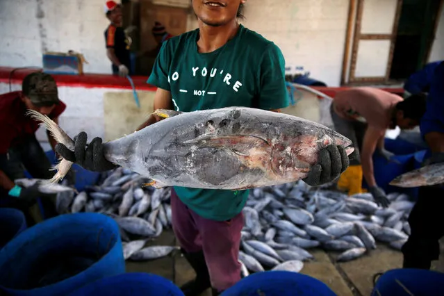 A worker shows frozen fish at Muara Baru port in Jakarta, Indonesia, July 14, 2016. (Photo by Reuters/Beawiharta)
