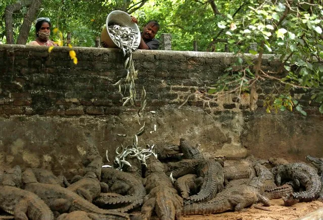 Zoo keepers feed crocodiles in their enclosure at the Madras Crocodile Bank, closed due to the outbreak of coronavirus disease (COVID-19), in Mahabalipuram, India, August 3, 2020. (Photo by P. Ravikumar/Reuters)