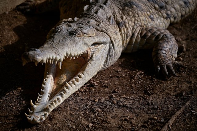 An Orinoco crocodile is seen at the Masaguaral Ranch, a captive breeding center near Tamarindito, Guarico State, Venezuela, on April 22, 2025”. (Photo by Gby Oraa/Reuters)