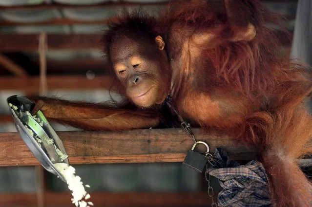 A chained orangutan who is kept as a pet, holds a plate of food at the owner's home in the village of Korek, in Kubu Raya, Indonesia West Kalimantan province, October 7, 2015 in this picture taken by Antara Foto. (Photo by Jessica Helena Wuysang/Reuters/Antara Foto)