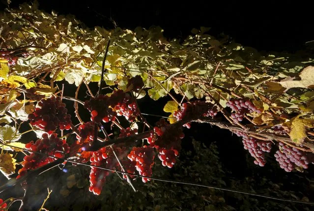 Bunches of grapes hang from the vine in a vineyard in Alsace as autumn colours mark a change in season in Orschwir, Eastern France, October 11, 2015. (Photo by Jacky Naegelen/Reuters)