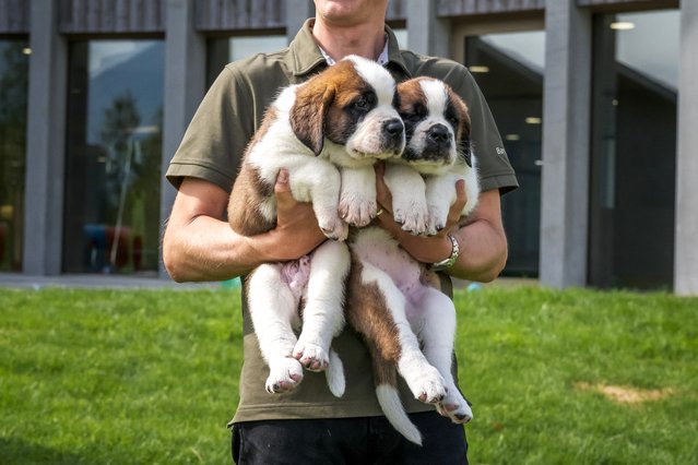 Head of the breeding program Manuel Gaillard holds two puppies of the Saint Bernard dog breed during a press visit ahead of the inauguration of the Barryland museum and parc in Martigny, in the Swiss Alps, on June 26, 2025. The Barry Foundation is opening a unique venue dedicated to the Saint Bernard rescue dog, Switzerland's national emblem. (Photo by Manuel Gaillard/AFP Photo)