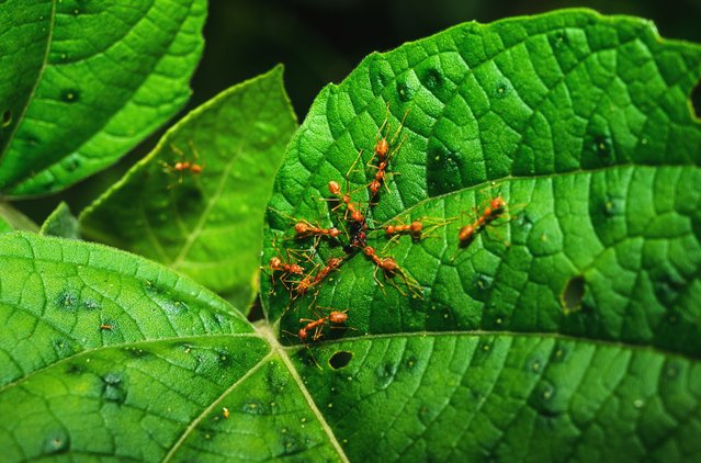 A group of weaver ants (Oecophylla smaragdina) attack a slender ant (Tetraponera sp.) in a forested area near Tehatta, West Bengal, on June 10, 2025. (Photo by Soumyabrata Roy/NurPhoto/Rex Features/Shutterstock)