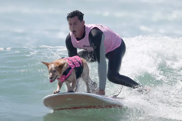A man surfs with his dog during the Surf City Surf Dog competition in Huntington Beach, California, U.S., September 25, 2016. (Photo by Lucy Nicholson/Reuters)