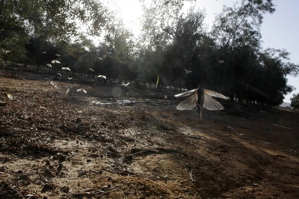 Israel Escapes Locust Plague