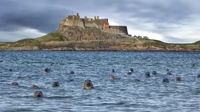 This incredible image showing dozens of seals popping their heads out of the sea and looking right at the camera has split opinions over whether it's real or not. Geoff Chrisp, 58, captured the unique moment at Ross Sands in Northumberland, northeast coast of England with iconic Lindisfarne Castle in the background on September, 2016. But his stunning image has sparked a debate on social media with users arguing over whether it is fake. Geoff said he was enjoying a day out with his wife Sandy, 58, and friends when they came across more than 100 inquisitive seals on the shores. (Photo by Geoff Chrisp/South West News Service)