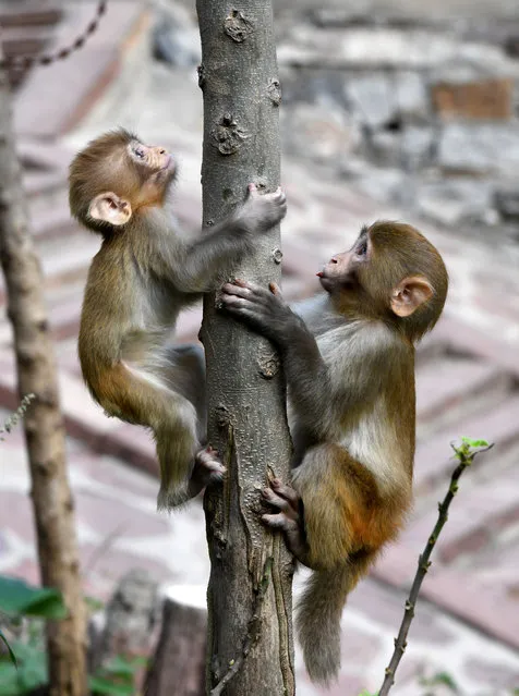 Two wild Taihang macaques learn to climb trees. Jiyuan City, Henan Province, China, October 4, 2020. (Photo by Costfoto/Barcroft Media via Getty Images)