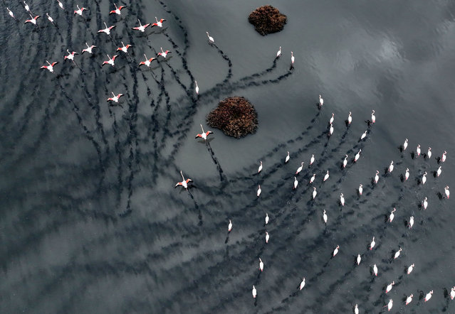 An aerial view of flamingos at Izmir Bird Sanctuary, one of the world's leading artificial breeding islands in Izmir, Turkiye on January 17, 2023. Bird observers record bird populations in 28 wetlands in Izmir, Manisa, Aydin and Mugla, which are home to waterfowl with their rich life resources. Bird countings are being carried out in 28 different wetlands such as the Gediz, Bakircay and Guzelhisar deltas, Izmir Bay, Golmarmara and Bafa lakes, Aydin Buyuk Menderes Delta, Baldirmaz and Koycegiz lakes in Mugla. (Photo by Mahmut Serdar Alakus/Anadolu Agency via Getty Images)